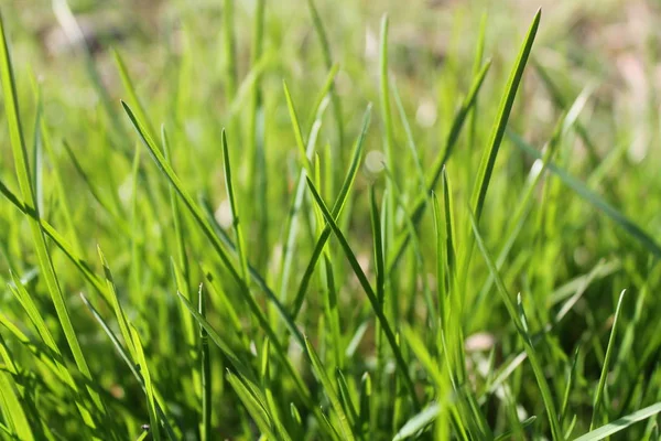 Hierba fresca mañana, fondo de hierba — Foto de Stock