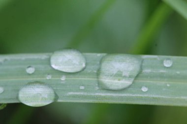 Baharda bir çim üzerinde taze çiy