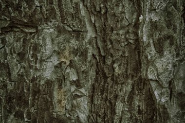 Çam ağacı kabuğu.