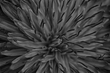 Klasik karakterli Macro karahindiba..