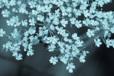 İlkbaharda Sambucus (yaşlı veya yaşlı).