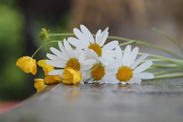 夏や春の美しい庭にデイジーの花 — ストック写真