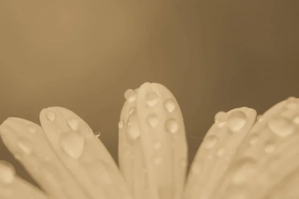 Manzanilla Con Gotas Rocío Macro Imagen Con Pequeña Profundidad Campo —  Fotos de Stock