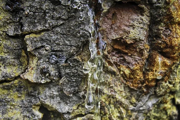 Fechar de uma gota de resina de pinho — Fotografia de Stock