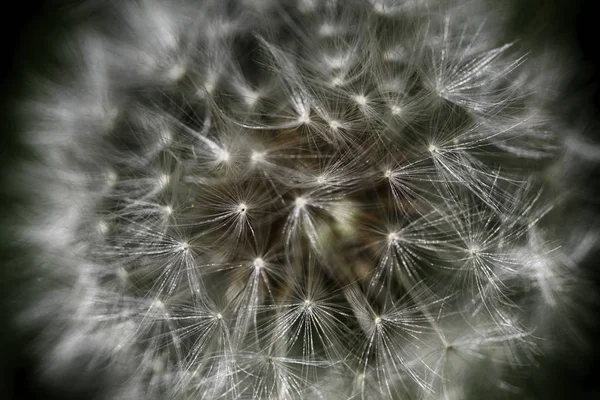 Pampeliška (blowball) s chmýří a semena — Stock fotografie