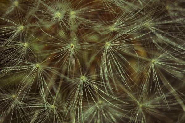 Dandelion Ampliado Blowball Com Fluff Sementes Sobre Verde — Fotografia de Stock
