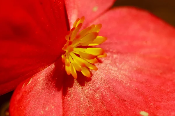 Flor vermelha com inflorescência amarela — Fotografia de Stock