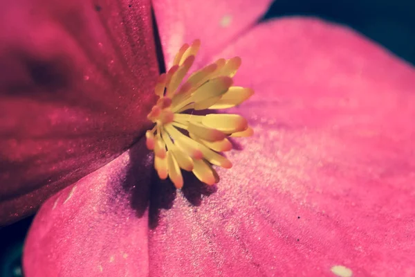 Flor Roja Con Inflorescencia Amarilla — Foto de Stock