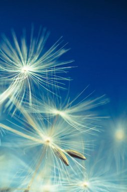 Dandelion parachutes by the wind on a white background clipart