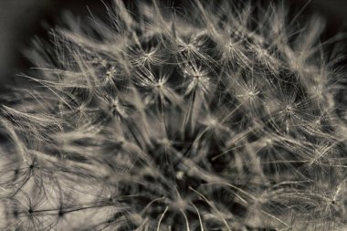 Karahindiba fuzz makro siyah ve beyaz