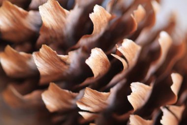 Yatay tam kare makro bir koni