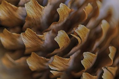 Yatay tam kare makro bir koni