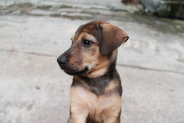 Şirin kahverengi gülümseme mutlu Labrador retriever yeşillik günbatımı bokeh arka plan köpek yavrusu. Dikey metin eklemek için kopya alanı ile çok güzel kafa vurdu