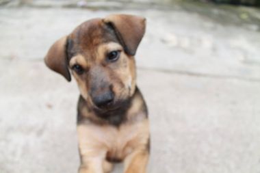 Şirin kahverengi gülümseme mutlu Labrador retriever yeşillik günbatımı bokeh arka plan köpek yavrusu. Dikey metin eklemek için kopya alanı ile çok güzel kafa vurdu