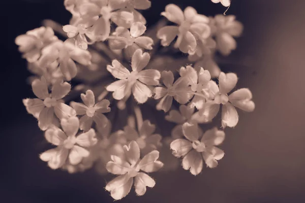桑巴科斯(老的或接骨木树的)春天 — 图库照片