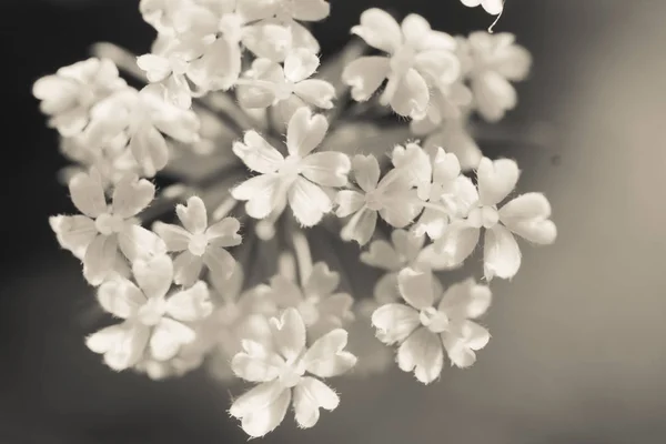 Sambucus Sabugueiro Sabugueiro Primavera — Fotografia de Stock