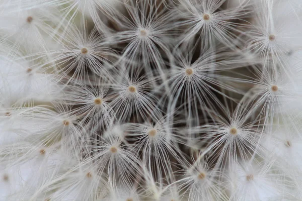 Pelusa Aire Diente León Sobre Fondo Oscuro — Foto de Stock