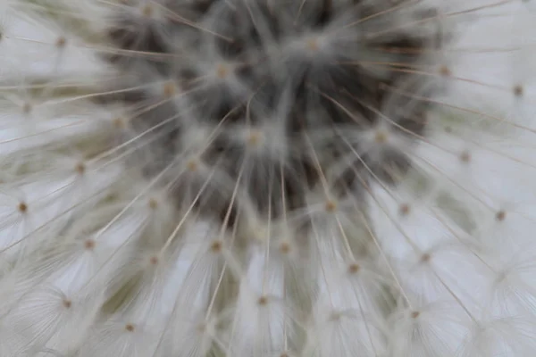 Pampeliška Vzduch Nadýmání Tmavém Pozadí Makro — Stock fotografie