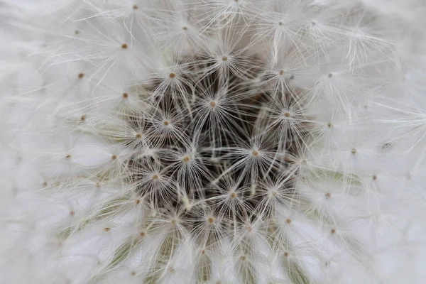 Dandelion Air Fluff Dark Background — Stock Photo, Image