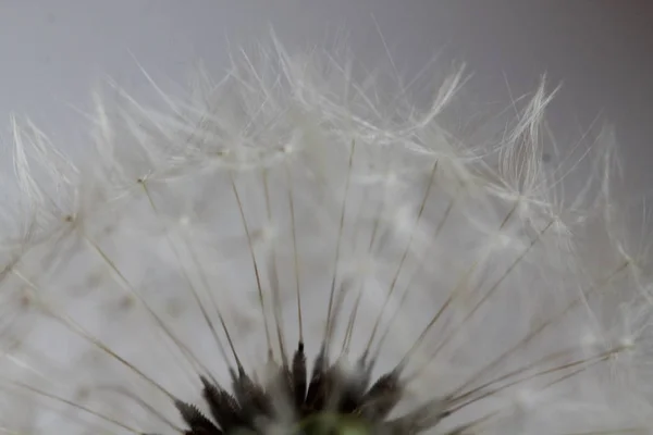 Dandelion Air Fluff Dark Background — Stock Photo, Image