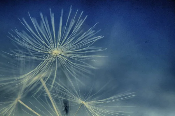 Paardenbloem Parachutes Door Wind Een Witte Achtergrond — Stockfoto