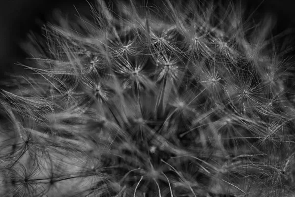 Pampeliškového chmýří makro černá a bílá — Stock fotografie