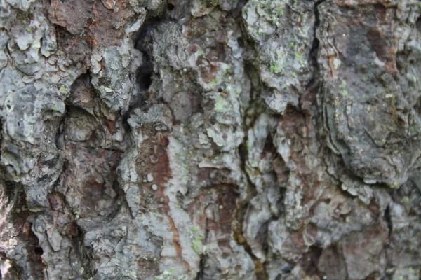 Schors van dennenbomen. — Stockfoto