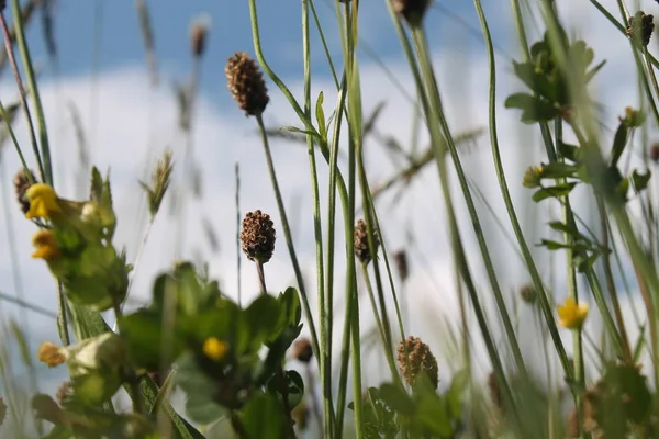 Muhteşem yaz yatay çiçek açması çayır ve çiçekler. kır çiçekleri blooming bahar — Stok fotoğraf