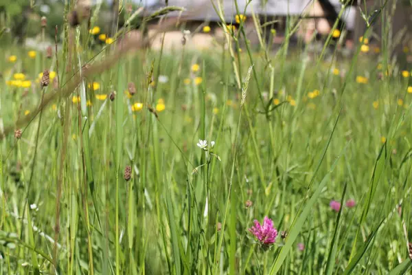 Impressionante paisagem de verão com prado florescente e flores. flores silvestres florescendo primavera — Fotografia de Stock