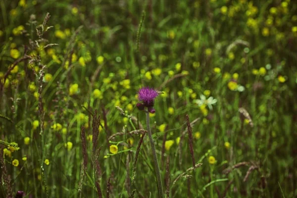 Flores vermelhas selvagens nas montanhas. Macro — Fotografia de Stock