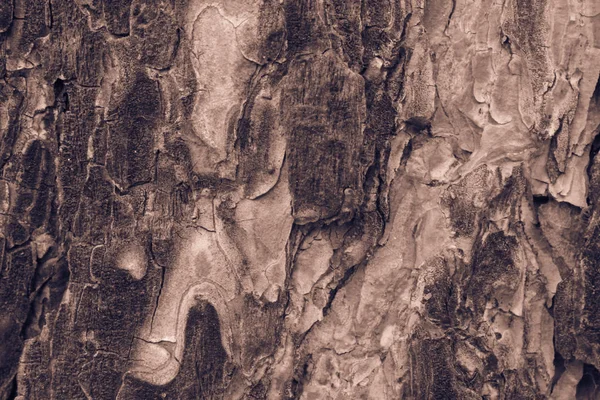 Casca de pinheiro. — Fotografia de Stock