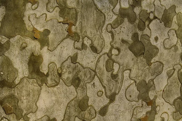 Orange Textura de fundo da casca da árvore. Pele a casca de uma árvore que tr — Fotografia de Stock