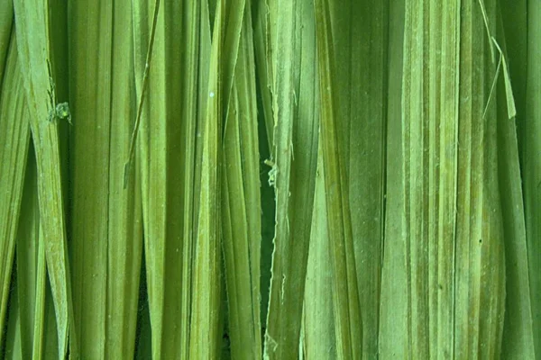緑竹の壁テクスチャ背景。木製の質感 — ストック写真