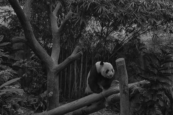 Urso panda gigante faminto comer bambu e assentos no ramo, fundo monocromático — Fotografia de Stock