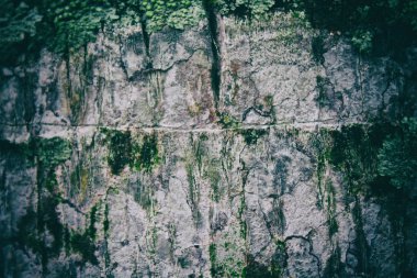 Palmiye ağacı kabuğu doku web sitesi ve mobil cihazlar için ahşap arka plan