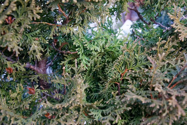 Textura de pino, Fondo de agujas de árbol de Navidad —  Fotos de Stock
