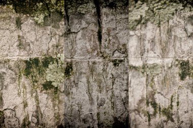 Palmiye ağacı kabuğu doku web sitesi ve mobil cihazlar için ahşap arka plan