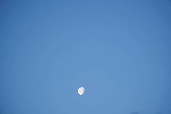 Lune du matin La Lune est un corps astronomique qui orbite autour de la planète Terre, étant le seul satellite naturel permanent de la Terre — Photo