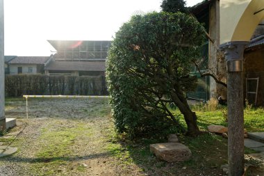 Taze bahar yeşil ağaç çim duvar veya ot gibi çit arka plan