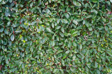 Taze bahar yeşil çim duvar veya ot çit arka plan