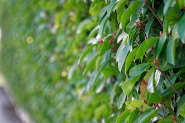 Taze bahar yeşil çim duvar veya ot çit arka plan