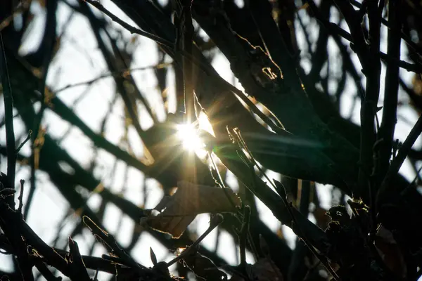 Lumière du soleil dans le tronc de brousse, nature bois vert fond de lumière du soleil — Photo