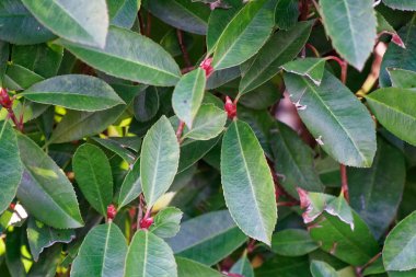 Taze bahar yeşil çim duvar veya ot çit arka plan