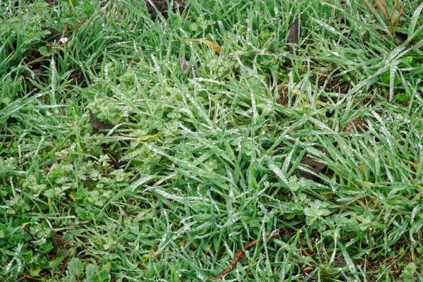 Gotas de água no fundo de grama verde fresco. Fundo de grama verde. — Fotografia de Stock