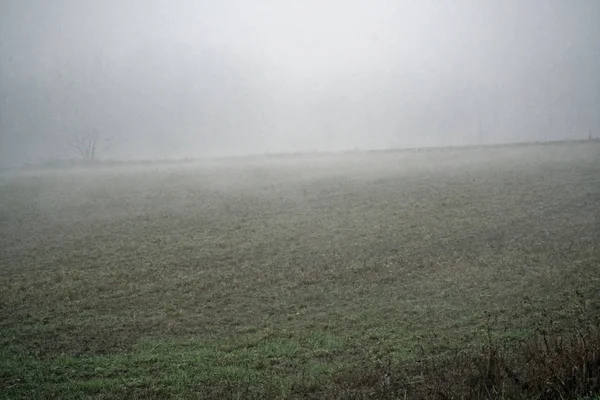 Landskap av tät dimma i fältet och silhuetten av träd i varm vinter — Stockfoto