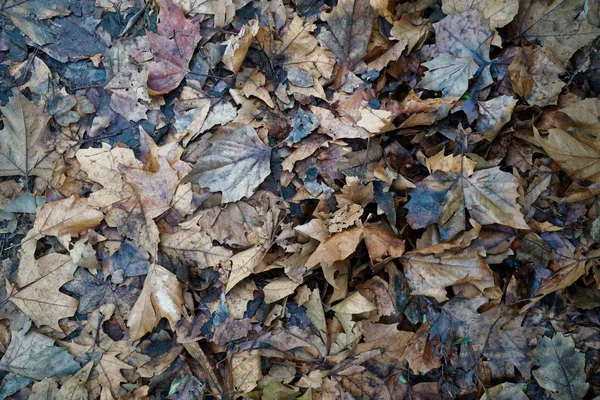 Folhas sujas de outono. fundo natural para web site ou dispositivos móveis — Fotografia de Stock