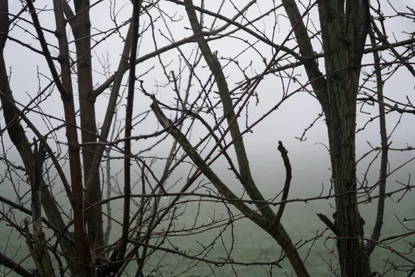 Paisaje de densa niebla en el campo y silueta del tronco del árbol en invierno cálido —  Fotos de Stock