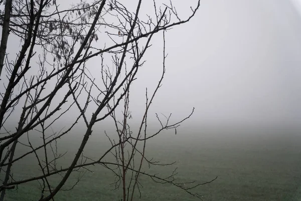 Τοπίο με πυκνή ομίχλη του πεδίου και την σιλουέτα της κορμό δέντρου το ζεστό χειμώνα — Φωτογραφία Αρχείου
