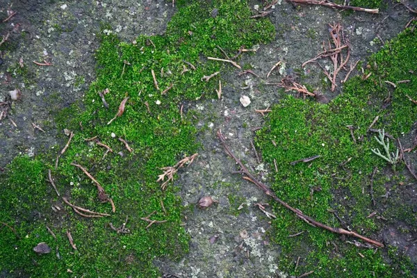 Grünes Gras auf der Steinmauer auf der Straße, Nahaufnahme-Hintergrund für Website oder mobile Geräte — Stockfoto