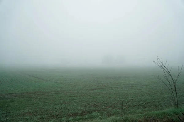 Landschap van dichte mist in het veld en het silhouet van bomen in de warme winter — Stockfoto